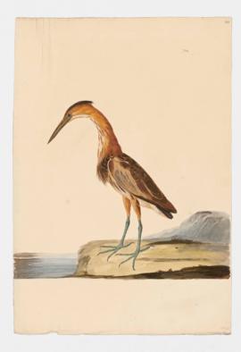 Least Bittern