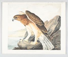 Bonelli's eagle (Aquila fasciata)