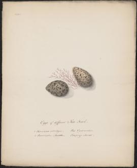 Eggs of different Sea Fowl