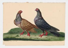 Rock Dove, Rock Pigeon. Barbary, Barb