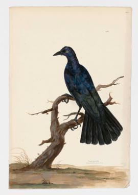 Purple Grackle