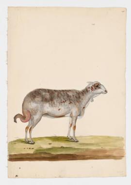 Domestic Sheep (Broad Fat-Tailed), female