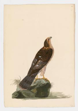 Eurasian Sparrowhawk, immature