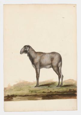 Domestic Goat, female