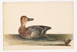 Pochard [female]