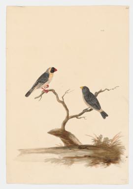 Red Billed Quelea