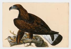 Golden Eagle, immature