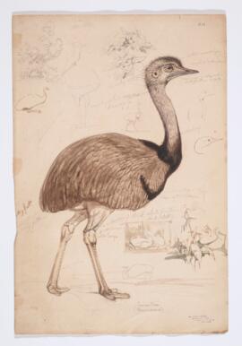 Common rhea (rhea americana)