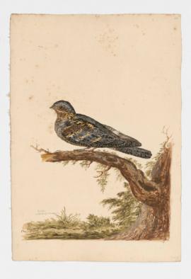 Nightjar