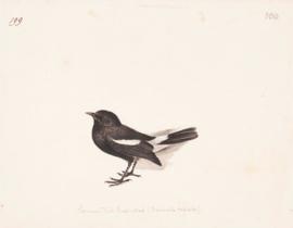 Pied Bushchat (Saxicola caprata)