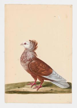 Rock Dove, Rock Pigeon. Ruff