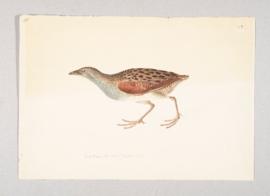 Corncrake (Crex crex)