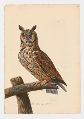 Long-eared Owl