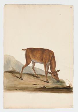 Red Deer [female] (Germany)