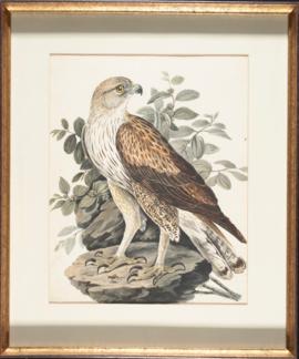 Bonelli's eagle (Aquila fasciata)