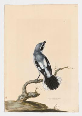 Northern great grey shrike