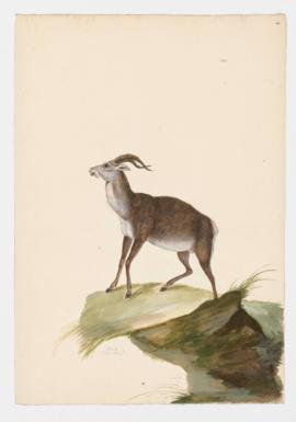 Ibex [female]