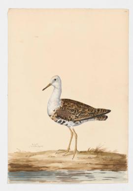 Ruff, male, moulting