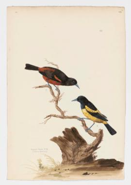 Orchard Oriole [male] & [female]