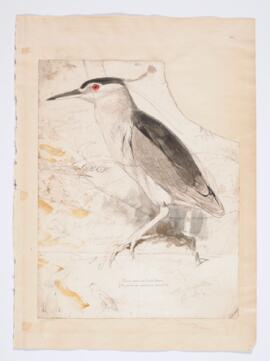 Black-crowned night heron (nycticorax nycticorax hoactli)