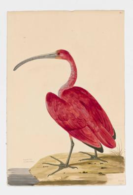 Scarlet Ibis