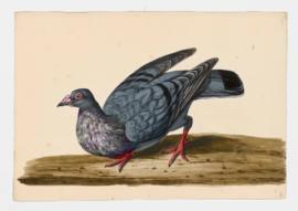 Rock Dove, Rock Pigeon. Horseman