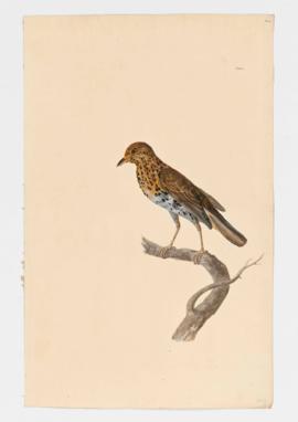 Song Thrush