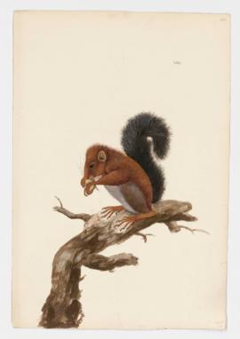 Red Squirrel