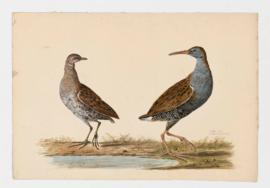 Water-rail