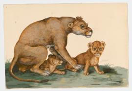 Lioness and cubs