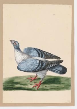 Rock Dove, Rock Pigeon. Horseman